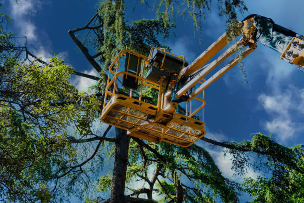 Best Commercial Tree Services  in Perry, MI